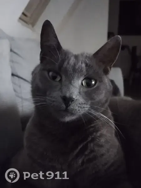 Chat perdu mâle, Rue Gabriel Péri, Lys-lez-Lannoy, Paris - très affectueux - photo