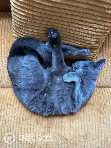 Lost cat, Jenifer Street, 1336, Madison - male, grey short-haired, orange eyes - photo