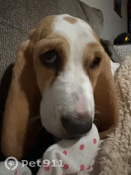 Lost dog, female, South Rural Road, 2115, Tempe - white and tan Basset hound puppy - photo