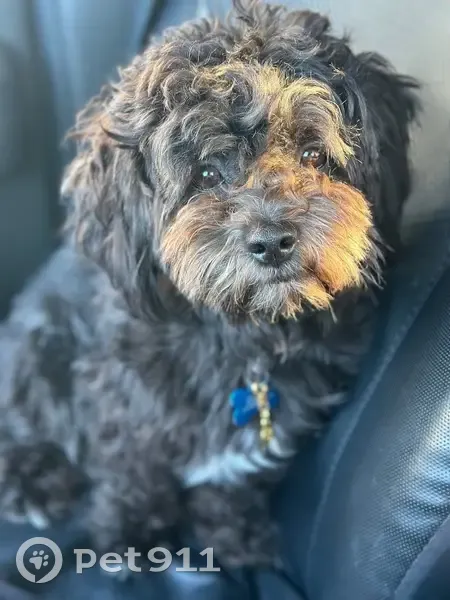Lost dog, Patton Avenue, 1750, Waterloo - small fluffy black dog with a white chest - photo