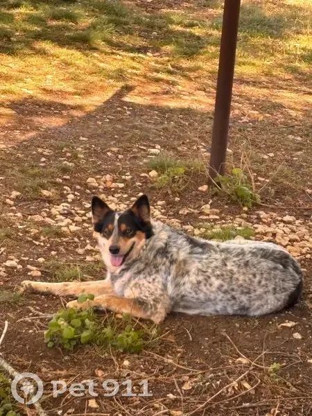 Lost dog, South Mountain, Texas, Dallas - female, black, white and orange coat - photo