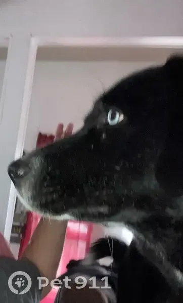Lost dog, McAllen, Texas, McAllen - black and white, blue eyes - photo
