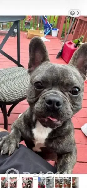 Lost dog, Bear Creek Boulevard, 2999, Bear Creek Township, Wilkes-Barre - male, friendly - photo