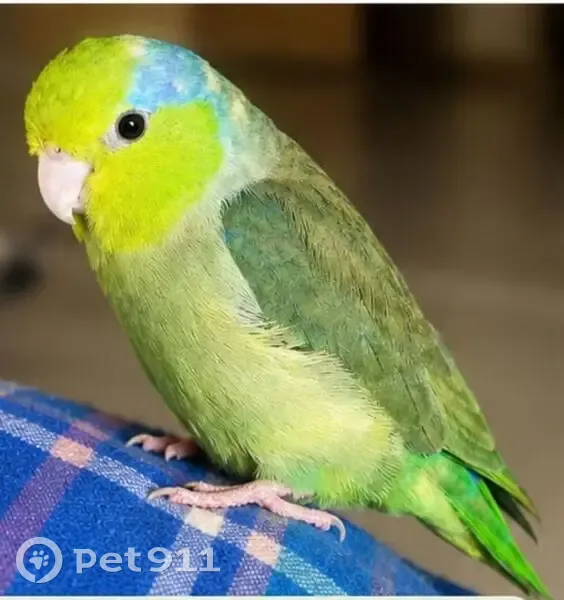 Lost bird, Adamson Street, 24, Vanderbijlpark - male - photo