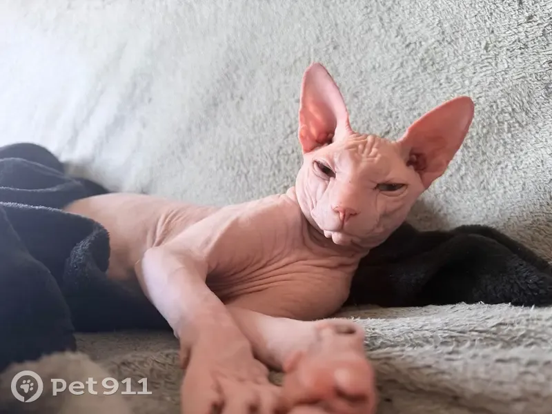 Perdido gato macho, Carrer de la Pujada Roja, 66, Barcelona - sphynx asustado - photo