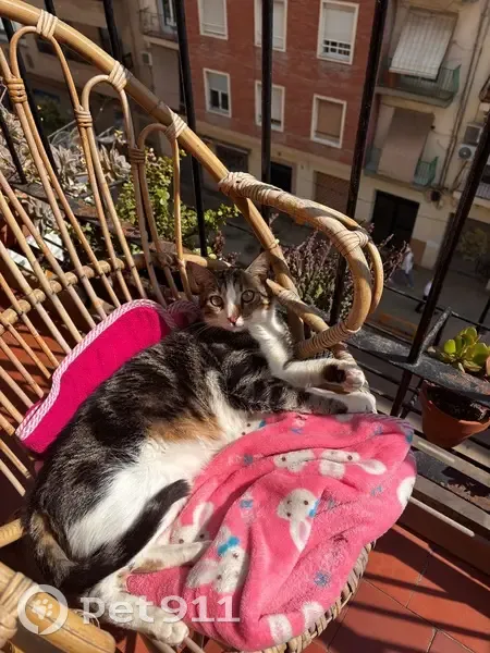 Perdido gato macho, Carrer de la Pobla del Duc, 13, Valencia - photo