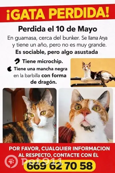 Perdido gato hembra, Calle Cruz Chica, 173, Guamasa, Tacoronte - tricolor y sociable - photo