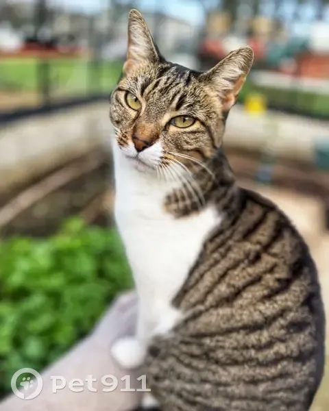 Perdido gato hembra, Calle Vendimia, Villanueva del Ariscal, Mairena del Aljarafe - blanca y gris, con chip - photo
