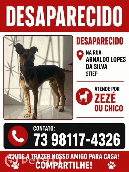 Cachorro perdido Macho (brl002875) - photo