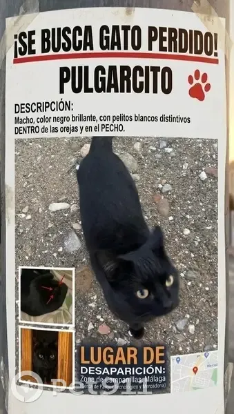 Perdido gato macho en Calle Bucarest, 1, Málaga, Alhaurin de la Torre - negro con mancha blanca en el pecho - photo