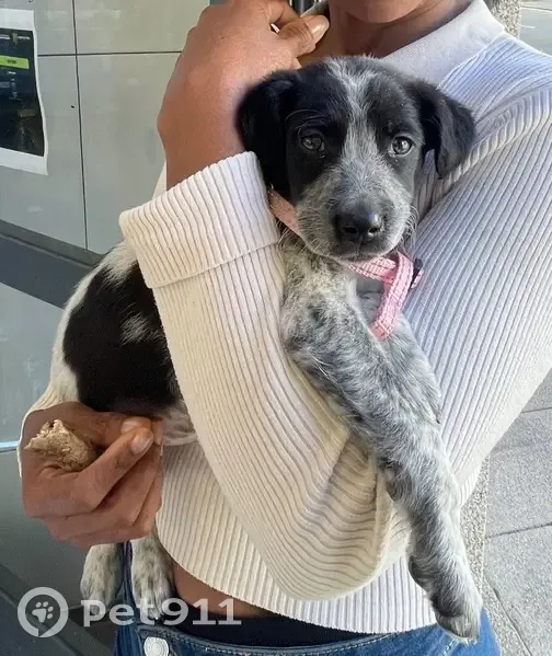 Perdido perro hembra, Rúa do Bidueiro, 16, Santiago de Compostela - más grande que en la foto - photo