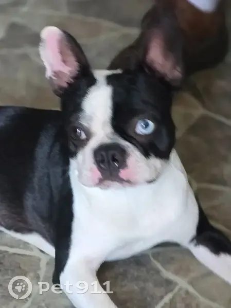 Lost dog, Northwest 1st Avenue, Mulberry - male, one blue eye - photo
