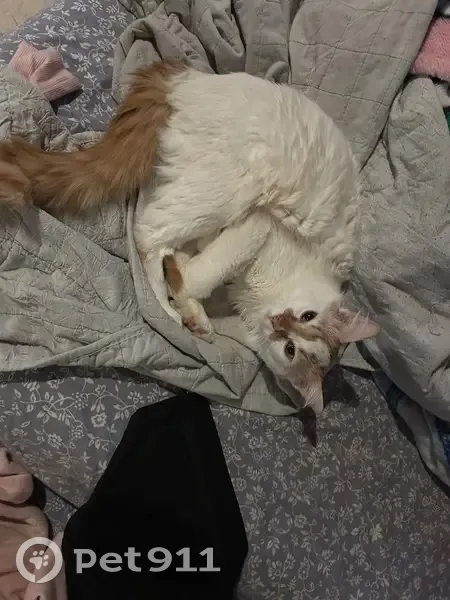 Lost cat, McColm Street, 405, Berthoud, Aurora - male, white with orange spots - photo