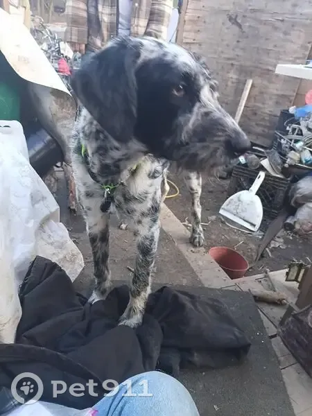 Lost dog, Chattanooga, Tennessee, Dalton - male - white and black spots, yellow reflective collar - photo