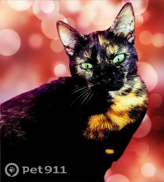 Perdida gata hembra en Avenida de Nicaragua, 15, Benidorm - carey de 1 año - photo