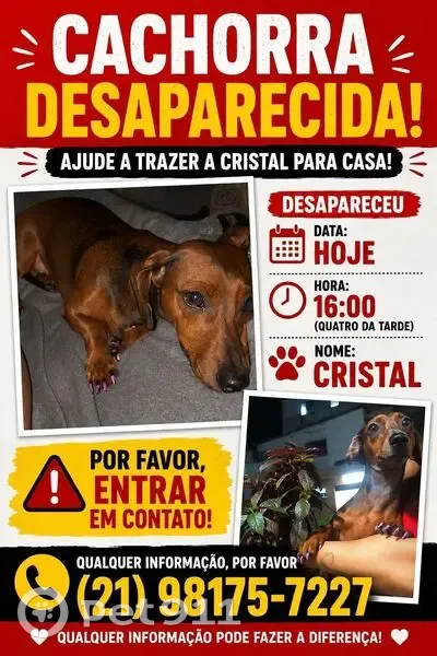 Cachorro perdido Fêmea (brl002876) - photo