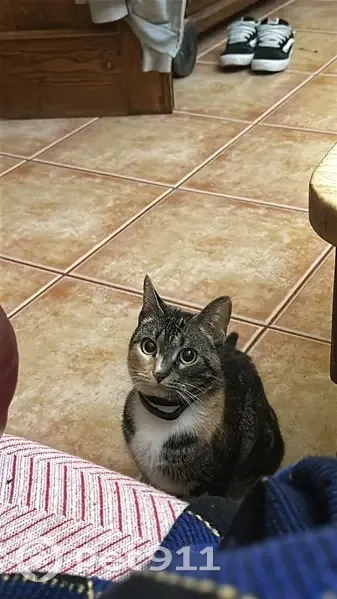 Perdido gato hembra, Carrer Garbinet, 53, Alacant, Madrid — responde al sonido de otros gatos y al ruido de la bolsa de comida - photo