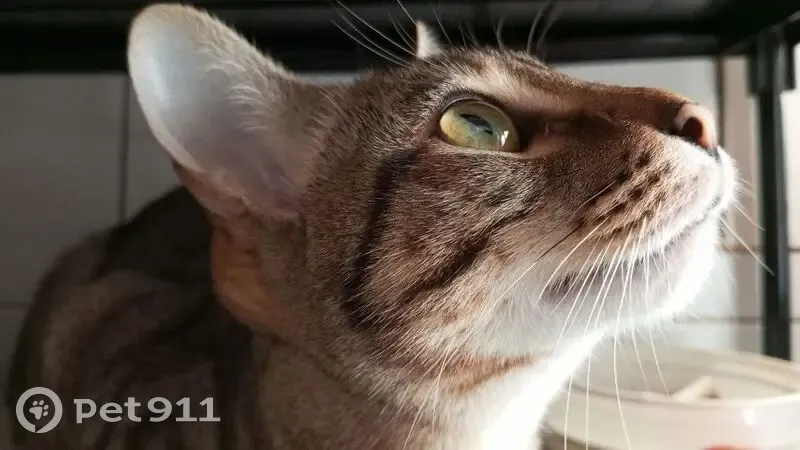 Perdida gata hembra, Calle Sardina, 3, Sevilla - muy tímida, de un año - photo