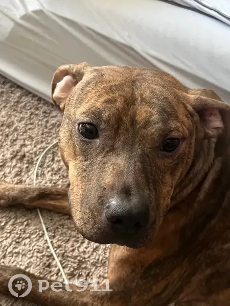 Lost dog, female, Ingram Drive, 4013, Raleigh - brindle, in heat - photo