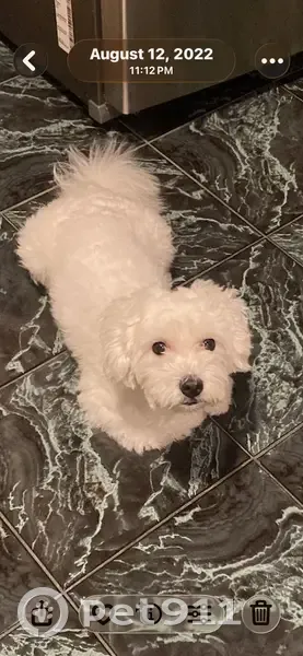 Lost dog, Liberty Avenue, 488, New York - male - photo