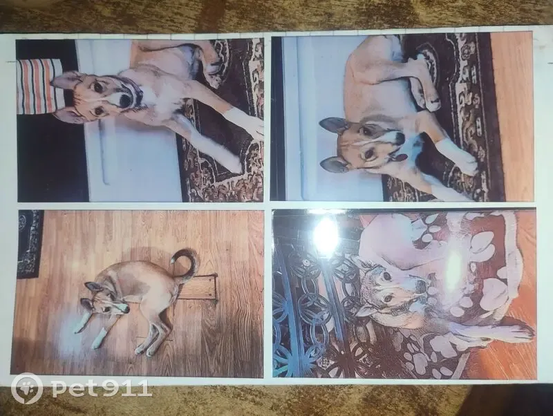 Lost dog, F G Jones Road, 1000, Malvern - male, yellow with a curly tail - photo