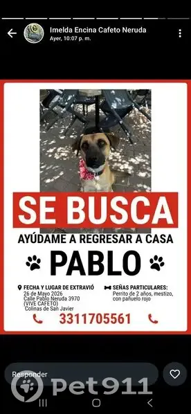 Perro perdido, Avenida Pablo Neruda, 3960, Zapopan, Guadalajara — macho, muy amigable - photo