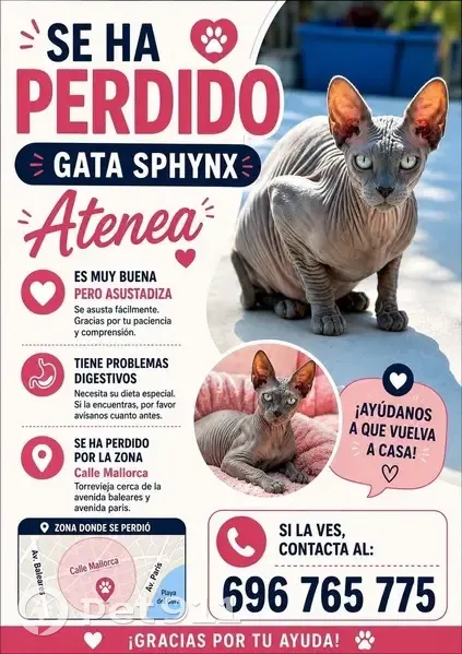 Perdido gato hembra, Avenida Baleares, Torrevieja, Vigo — gris claro y ojos azules - photo