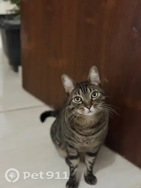 Gato desaparecido Macho (brl002884) - photo