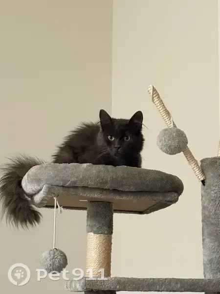 Lost cat, Ernest Lane, Lyman - female, dark grey, green eyes - photo
