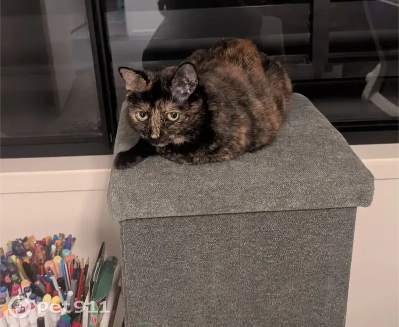 Lost cat, female, Thornton Street, 85A, Ipswich — small/medium, around 5kg - photo
