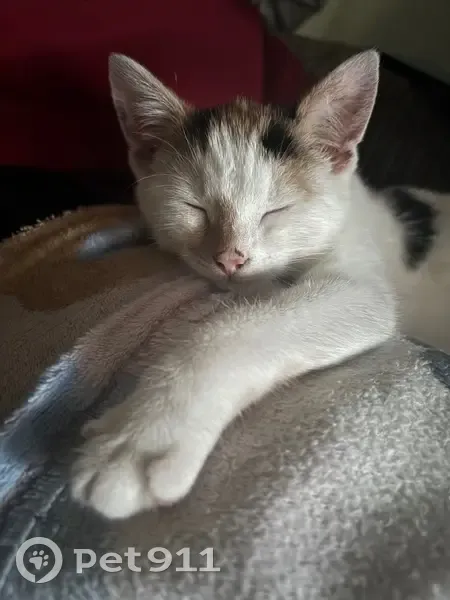 Lost cat, Coffee Hall, Milton Keynes - female kitten, small, mostly white with ginger and black patterns - photo
