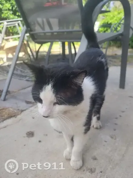 Lost cat, Arrowsmith Drive, 1939, Manteca - male - tuxedo, light eyes - photo