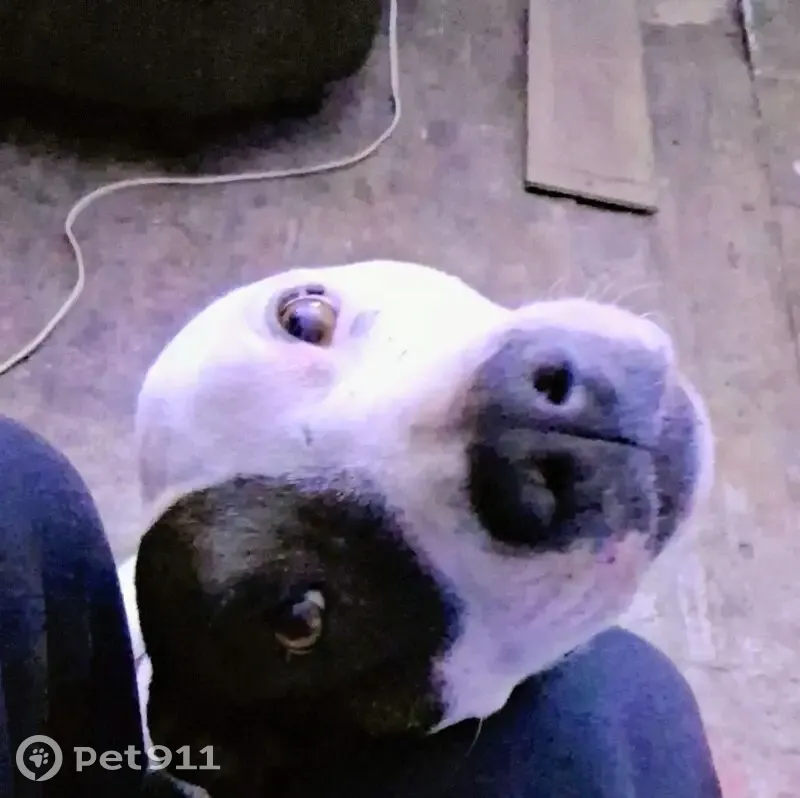 Lost dog, West Gimble Street, 1031, Pensacola - female, white with big black spots - photo