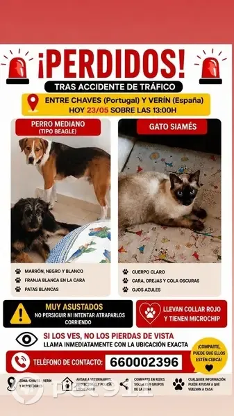 Perro perdido macho, Camiño de Mourazos, 31, Ourense - cruce beagle - photo