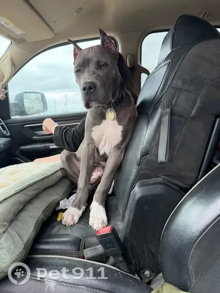 Lost dog, North Midland Drive, 1904, Midland - male, scared, wearing a service dog vest - photo