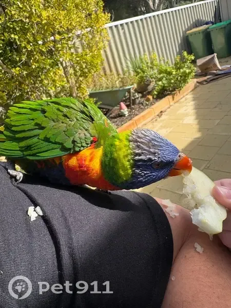 Found bird, Wethered Street, 12, Perth - photo