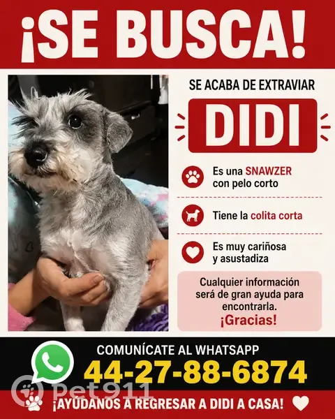 Perdido perro hembra, Ex. Hda. San Pedro, 1B, San Francisco Coacalco, Coacalco — pelo corto - photo