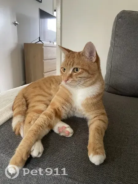 Lost cat, Tristan Court, 7, Melbourne, Darebin - male ginger tabby with white chest and paws - photo