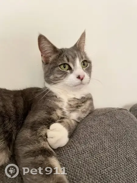 Lost cat, female, Tristan Court, 14, Merri-Bek City, Darebin - photo