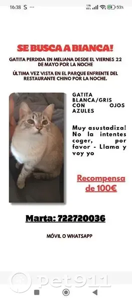 Perdido gato hembra en Avenida Santa María, 46, Burjassot - blanquita y gris, ojos azules - photo