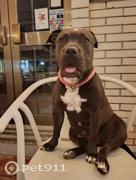 Perdido perro hembra, Avinguda de les Tres Cales, 256C, Les Tres Cales, Tortosa - negra y pequeña - photo