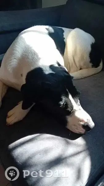 Perdido perro hembra, Carrer Número Onze, 325, Les Tres Cales, Tortosa - blanca con manchas negras - photo