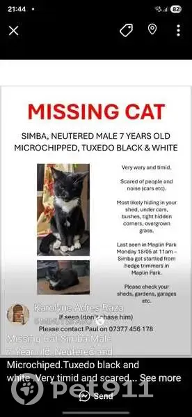 Lost cat, Maplin Park, England, London - male, black and white tuxedo - photo