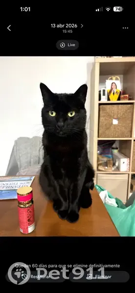 Perdido gato macho, Calle Emilia Pardo Bazán, 13, Sevilla — se deja acariciar y coger - photo