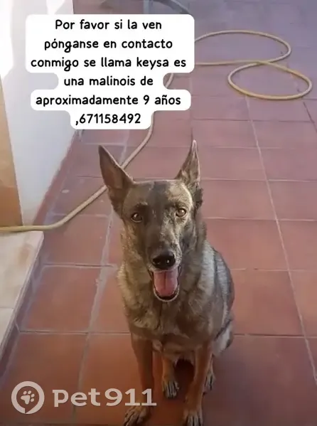 Perro perdido hembra, Fraile, Canarias, Madrid, responde al nombre de Keysa - photo