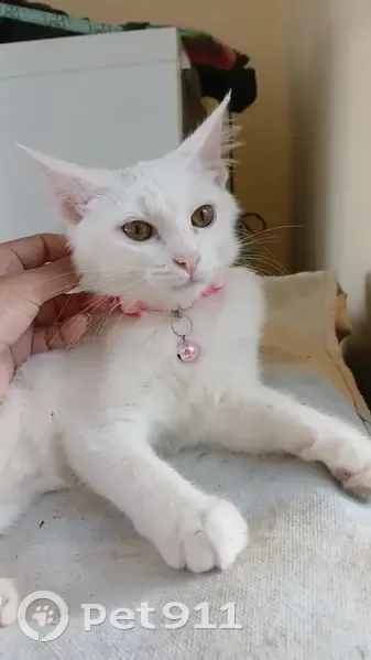 Gato desaparecido Fêmea (brl002886) - photo