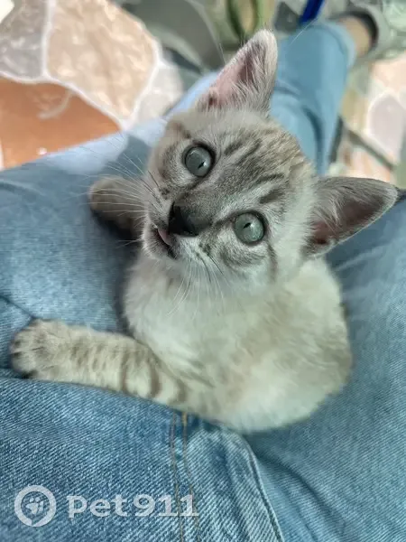 Perdido gato hembra, Calle Mejillón, 24, Sevilla - bebé de 2 meses y medio - photo