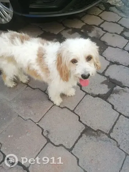 Encontrado perro hembra, Manuel Doblado, 105, Celaya - raza pequeña y muy dócil - photo