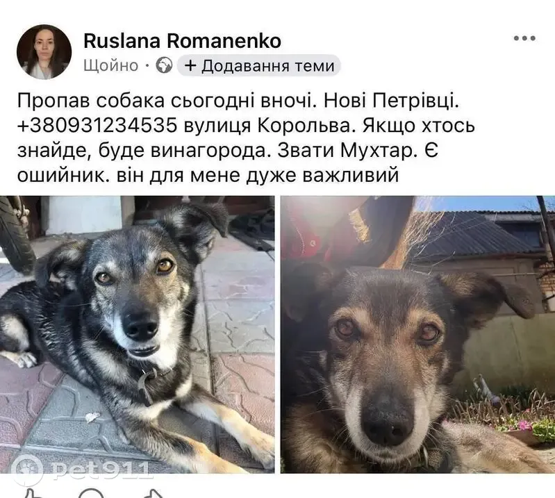 Зникла собака, Нові Петрівці, Київська область — є ошийник зеленого кольору - photo