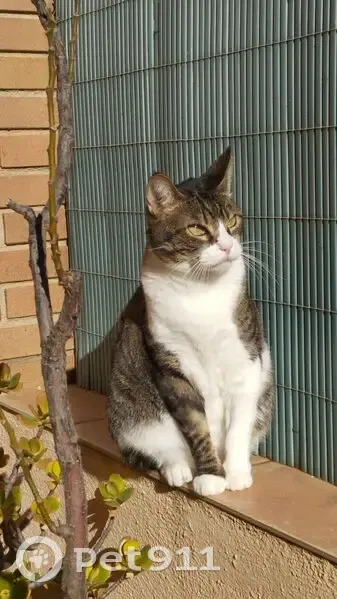 Perdido gato hembra, Carrer de Sant Ramon, 20, Sant Cugat del Vallès, Barcelona - tiene chip y sólo un diente - photo